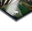 black and white butterfly Acrylic print