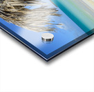 Beach umbrella cuban 2 Acrylic print