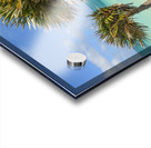 2 palms on Cuban dunes Acrylic print