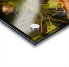 Cuban cactus flower bloom Acrylic print