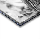 Cuban brown anole in black and white Acrylic print