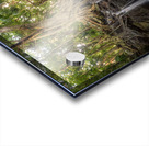 jungle tree waterfall Acrylic print