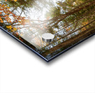 fall colours boardwalk trail Acrylic print