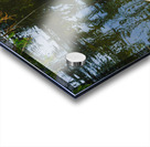 Pink flamingo in pond Acrylic print