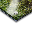 dominican black & white herring 2 Acrylic print