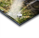 Jungle tree waterfall sunrays Acrylic print