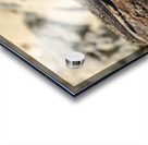 Cuban brown anole on branch Acrylic print