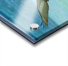 Pelican Cuban - 10 Acrylic print