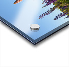 Colourful Lupins in Bloom 4 Acrylic print