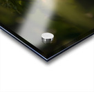 orange butterfly sunrays Acrylic print