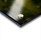 orange butterfly Acrylic print