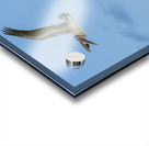 Two Cuban Pelicans in flight 2 Acrylic print