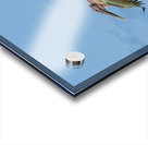 Two Cuban pelican in flight Acrylic print