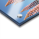 Colourful Lupins in Bloom 5 Acrylic print