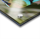 Mot Mot  Clock bird Acrylic print