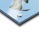 Pelican cuban - 8 Acrylic print