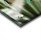 Mot Mot  Clock bird 2 Acrylic print