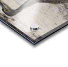 Small long leg cuban bird Acrylic print