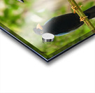 Two Yucatan Blue Jays Acrylic print