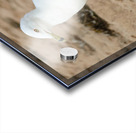 Seagull walking on beach sand Acrylic print