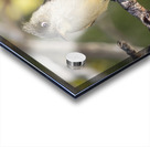 Small cuban bird branch 2 Acrylic print