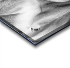 Wet Jungle Leaves closeup BW Acrylic print