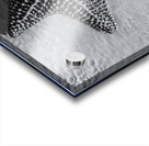 Giant starfish in black and white Impression Acrylique