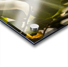 sun rays through leaves Acrylic print