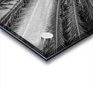 tropical plant centre-bw Acrylic print