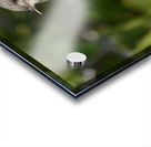 Small Cuban bird branch Acrylic print