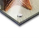 Giant Starfish on beach in ocean Acrylic print