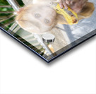 Baby Thai monkey banana Acrylic print