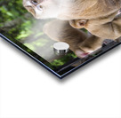 thai monkeys eating watermelon Impression Acrylique