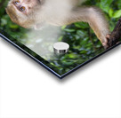 thai monkey 4 Acrylic print