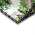 thai monkey 2 Acrylic print