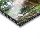 thai monkey 6 Acrylic print