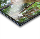 thai monkey 7 Acrylic print