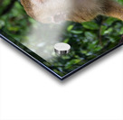 thai monkey 5 Acrylic print