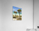 2 palms on Cuban dunes Acrylic Print