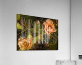 Cuban cactus flower bloom Acrylic Print