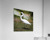 Great white Heron in Cuba Impression acrylique