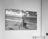 driftwood sunset bw Acrylic Print