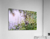 dominican black & white herring Acrylic Print