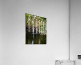 jungle tree waterfall Acrylic Print