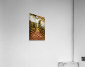 fall colours boardwalk trail Acrylic Print