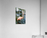 Pink flamingo in pond Acrylic Print