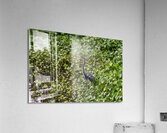 dominican black & white herring 2 Acrylic Print