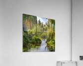 Ducks in a jungle pond Acrylic Print