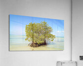 Mangrove on Cuban beach 2 Impression acrylique