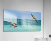 Pelican Cuban 4 Cuba Acrylic Print